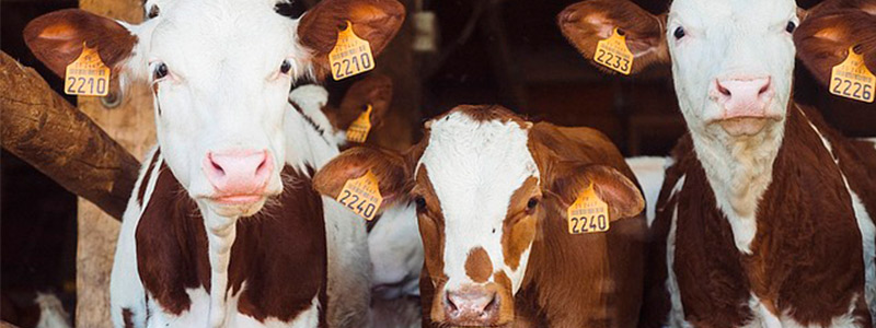 Nuevas vacunas para bovinos