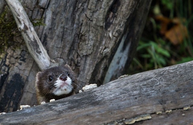 La IUCN pide a España un plan para salvar el visón europeo