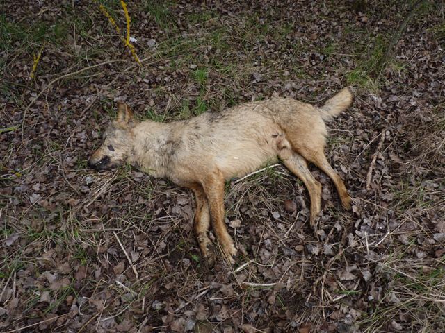 Asturias. Animales envenenados en Teverga