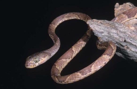 La serpiente arbórea de cabeza chata porta una enfermedad mortal para los anfibios