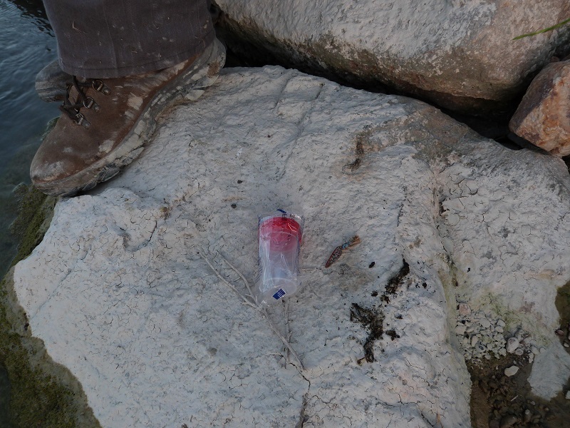 Las nutrias colonizan todo el Segura en Murcia y se adentran en la provincia de Alicante