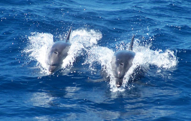 El ‘original’ curso de Circe en avistamiento de cetáceos