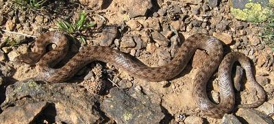 Capturan más de 250 serpientes en Formentera