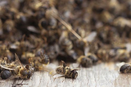 Las abejas sucumben masivamente por plaguicidas sobre todo en Valencia