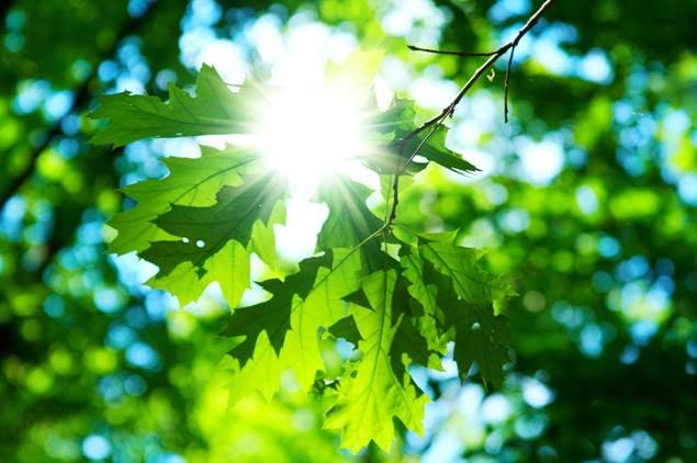 Campaña internacional de conservación de la naturaleza