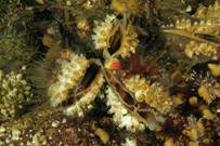 Oceana propone la protección de nueve áreas marinas en el báltico