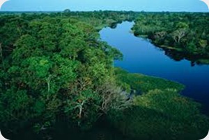 La Amazonia es el hogar de la mayor colección de especies vivas de plantas y animales en el mundo.