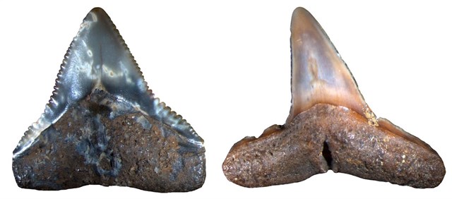 La megafauna marina se extinguió hace tres millones de años