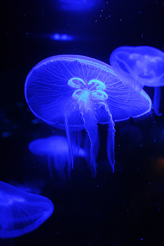 Medusas: este año habrá menos