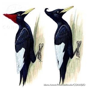 PÁJARO CARPINTERO IMPERIAL Su Último Vuelo en la Naturaleza