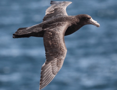 Los petreles gigantes antárticos ‘victimas’ de la contaminación química