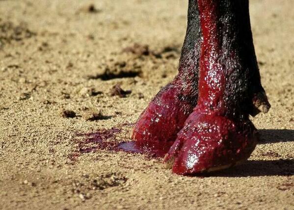 Córdoba no financiará corridas de toros
