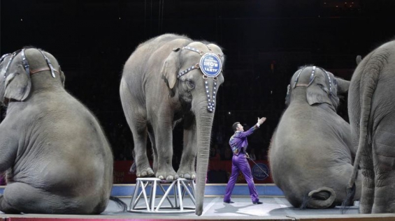 No habrá más elefantes en los circos de Nueva York