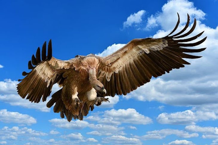 Día Internacional del Buitre 2023