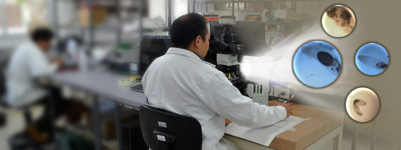 El negro impacto ambiental de los derrames de petróleo