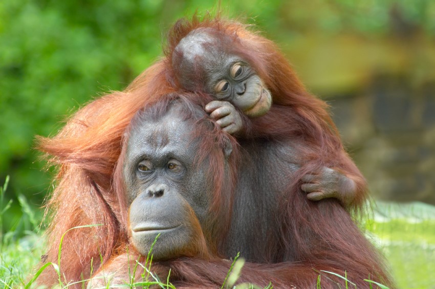 Los orangutanes de borneo se extinguirán en 10 años