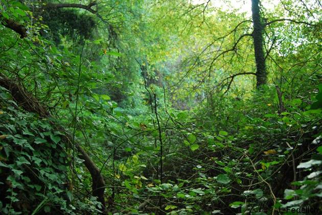 Sabes cuánto valen los bosques de Menorca