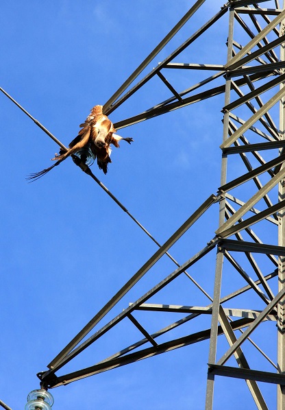 Colectivo Azálvaro denuncia tres nuevas muertes de buitres leonados en el plazo de una semana