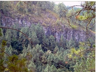 El Cabildo de La Palma contrata a 48 desempleados para desarrollar un proyecto de cuidado de montes
