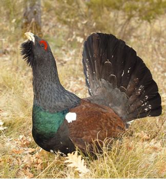 Una sentencia anula un parque eólico de León en funcionamiento por afectar al urogallo
