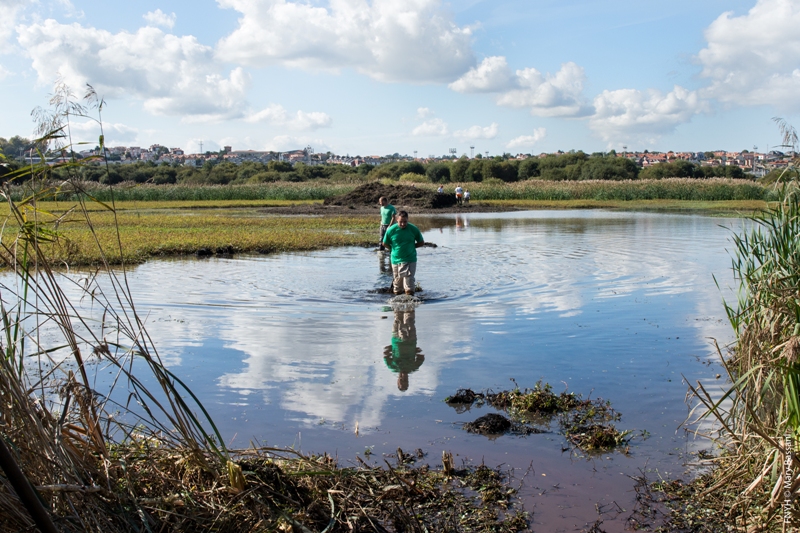 El LIFE Anillo Verde erradicará la única población cántabra de la planta invasora Ludwigia peploides