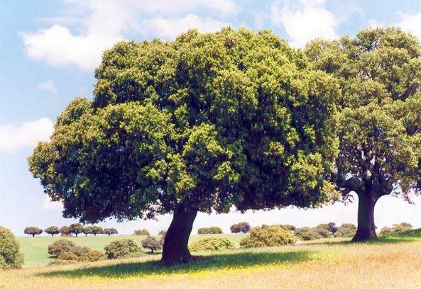 Paralizan la urbanización del monte Dehesa de la Mora en Salamanca