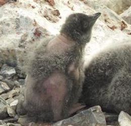 Pérdida de plumaje de pingüinos de Adelia de la Antártida