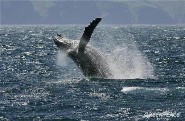 La ONU - por fin - decide proteger los océanos