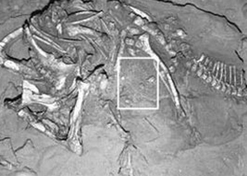 Primera huella de dinosaurio que preserva un esqueleto completo