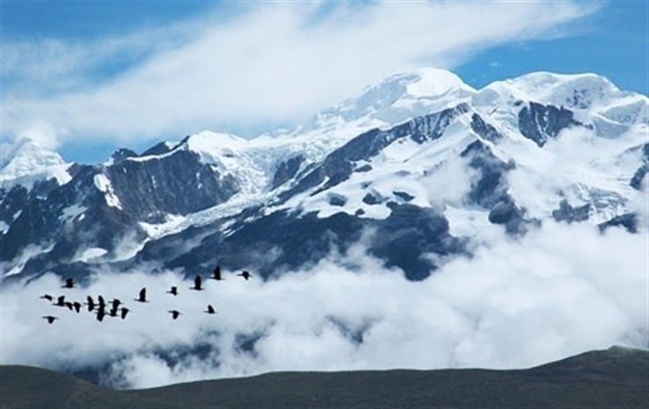 Las aves acuáticas podrían estar dispersando un hongo que está diezmando poblaciones de anfibios de todo el mundo