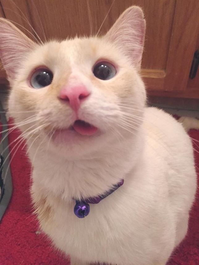 Una gatita sin mandíbula que ‘enamora’