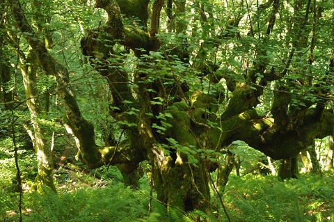 Asturias. Nos oponemos a una nueva carretera atravesando la reserva de Muniellos como pretenden el Ayuntamiento y el Principado