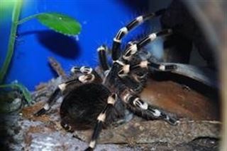 Por qué tenemos miedo a las arañas