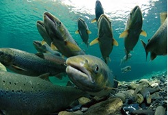 Navarra regula de forma integral la gestión y aprovechamiento de las aguas con salmones y truchas