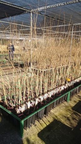 Medio Ambiente dona 300 olmos para recuperar el río Guadalope en Alcañiz (Teruel)