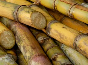 Bacteria make sugar and lactic acid through photosynthesis