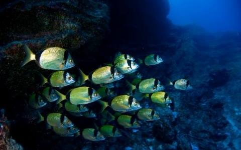 El Gobierno proyecta la creación en El Hierro del que sería el primer parque nacional marino de España