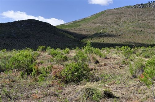 La regeneración forestal de la Sierra de Moratalla favorecen la recuperación de especies vegetales y faunísticas