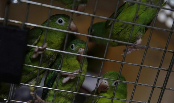 El Salvador. Serán liberados 30 animales en peligro de extinción