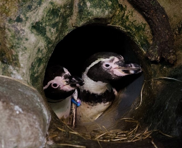 11 de Febrero: ‘San Valentín en Faunia’