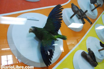 Destrucción hábitat es principal amenaza para aves endémicas de RD