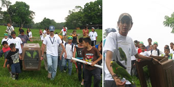 Liberación de qw loras cabeciamarillas en caldas