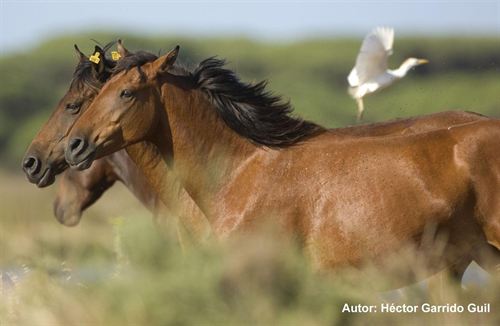 Baleares publica una nueva sección en su página web sobre el mundo del caballo