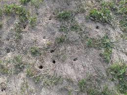 Despropósito descomunal con el uso de veneno y las quemas contra los topillos