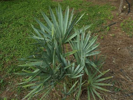 El Ayuntamiento de Burguillos arranca los palmitos de un parque público y se queda tan ancho