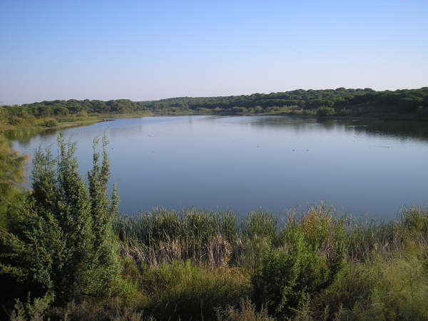 Culmina el tratamiento selvícola del entorno de la Laguna de El Portil para recuperar el enebro
