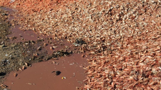 Argentina. Preocupa el aumento de desechos de langostinos en Las Grutas