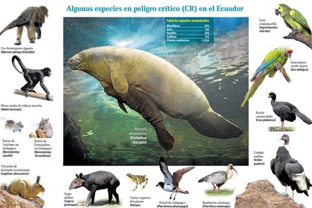 Al menos 4.030 especies amenazadas en Ecuador