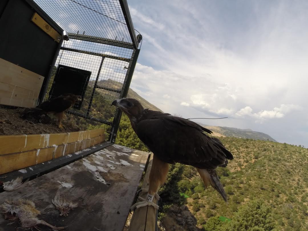 LIFE Bonelli presenta sus primeros avances en una jornada celebrada en Madrid