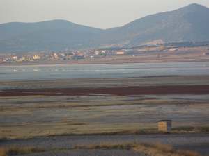 El carrecín cejudo vuelve a localizarse en la Reserva Natural de la laguna de Gallocanta (18/08/2011)
